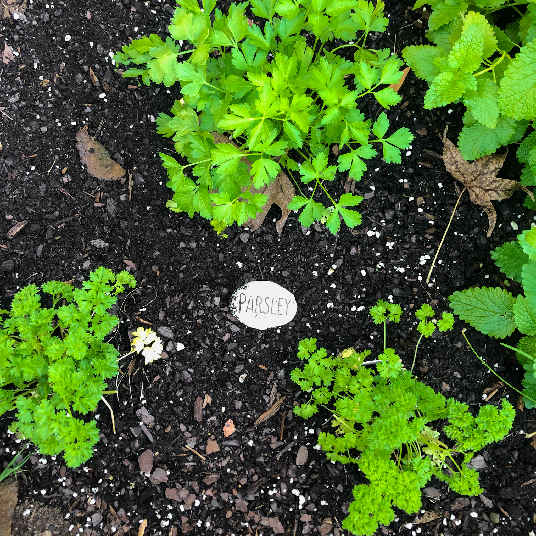 Top down of parsley plants in a raised garden bed