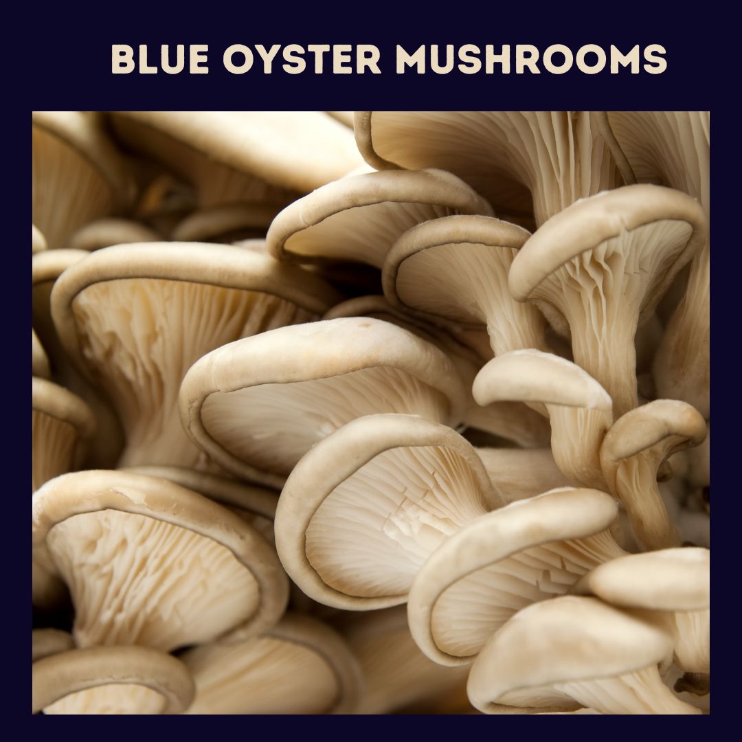 Blue Oyster Mushrooms closeup with a blue boarder and heading that says "blue oyster mushrooms" at the top of the page. 