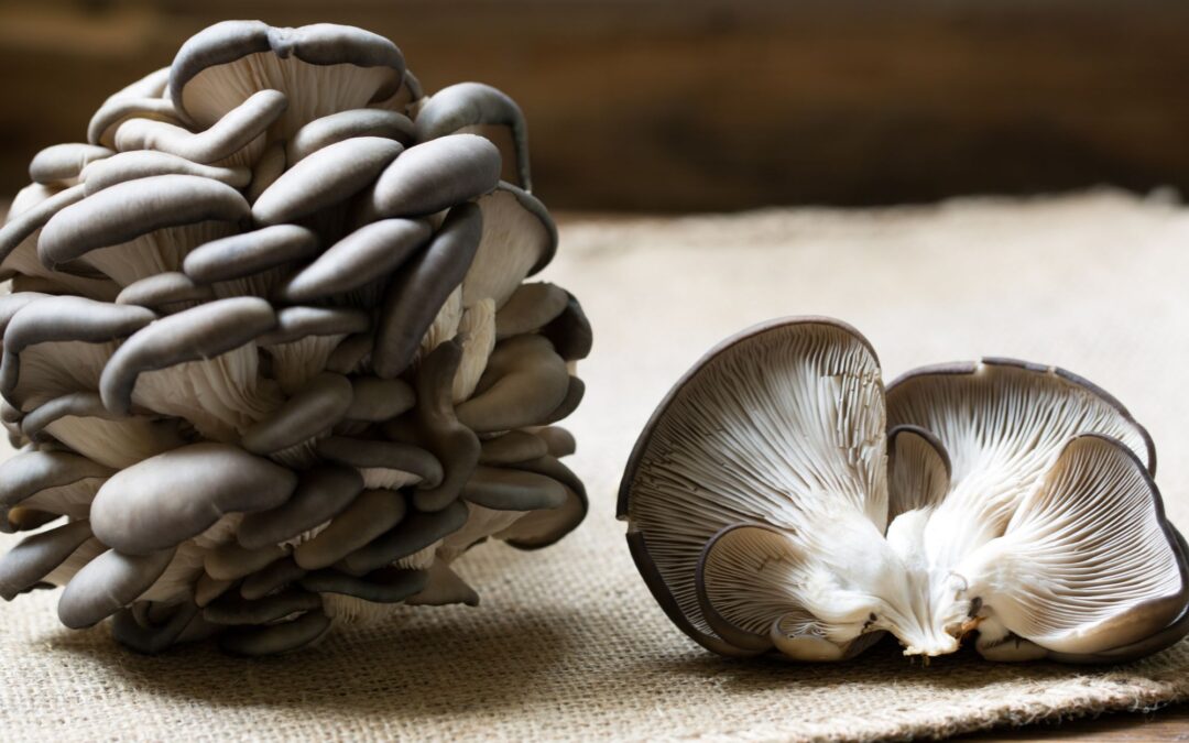 How to Cook with Blue Oyster Mushrooms