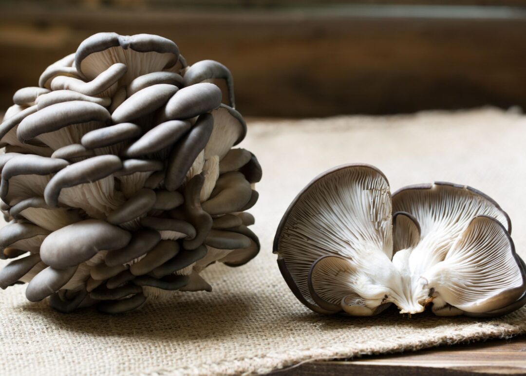 How to Cook with Blue Oyster Mushrooms | The Addy Bean