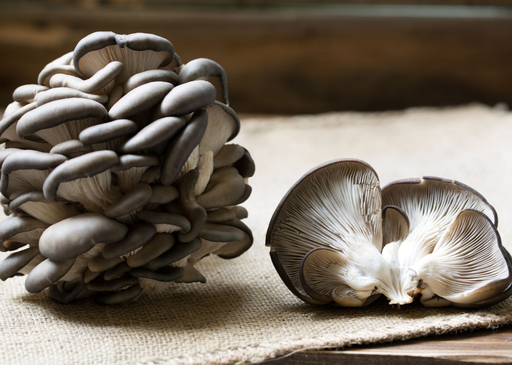 Blue Oyster Mushrooms on a table with a placemat