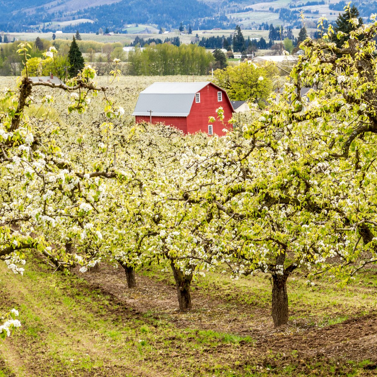 A scene in oregon of a red barn with pear trees in blossom. 