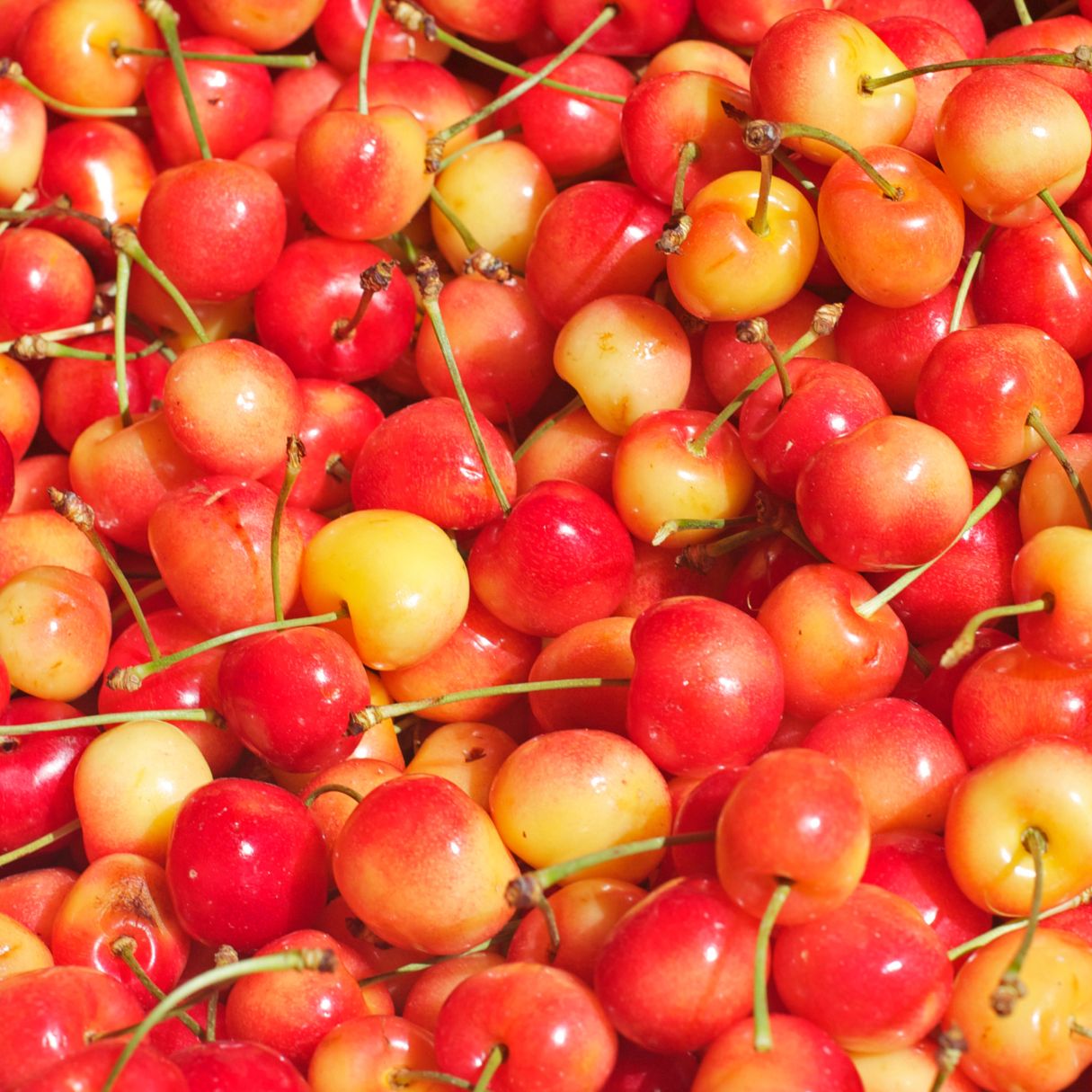 A Close up of Rainier Cherries with red pink and yellow hues
