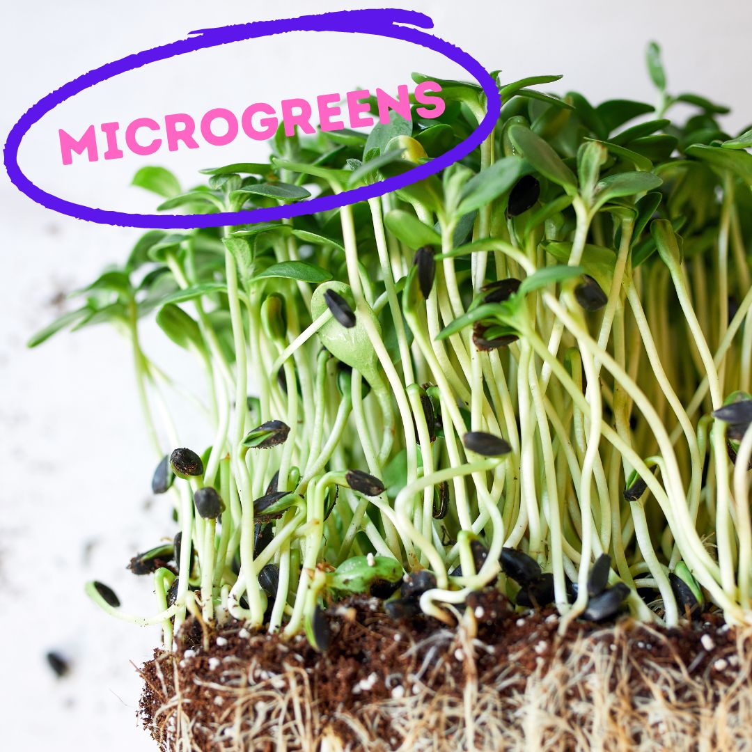 Microgreens close up with root system showing