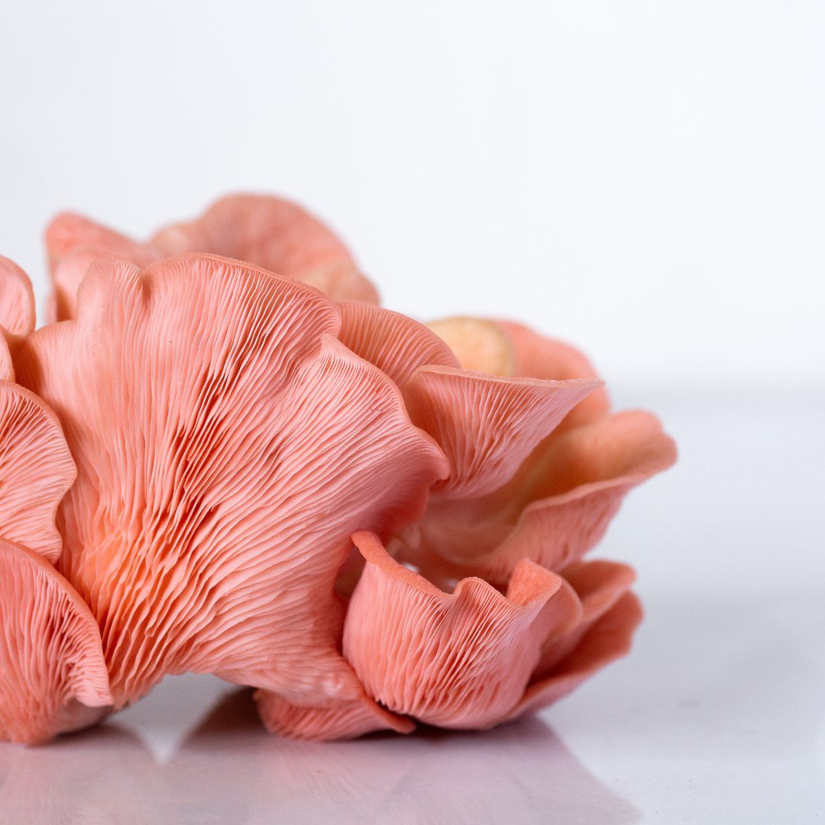 Closeup Pink Oyster Mushrooms